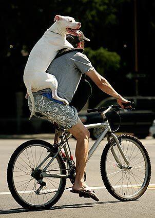 Times photographer Mel Melcon has a knack for snapping shots of people with their dogs. Here are a few favorites from over the years. Jason Drew, 32, of Studio City, gives his dog Casey, a 9-year-old pit bull, a lift while riding his mountain bike along Chandler Ave. in Sherman Oaks. Drew said that he usually takes his dog on a 4-mile ride, a couple of times a week. He is holding onto the dog's front paws as an added protection but Drew said the dog has no problem staying up there on it's own.