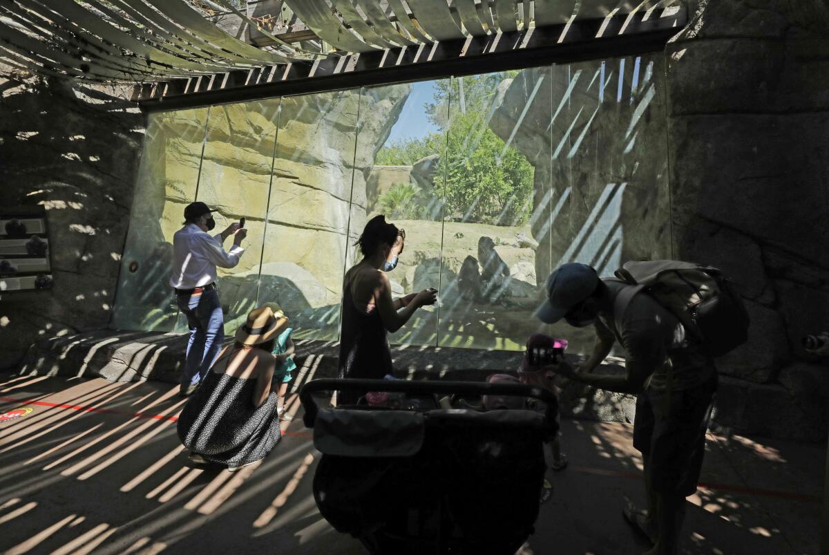 Visitors stop by the gorilla enclosure on the first day of reopening at the Los Angeles Zoo.