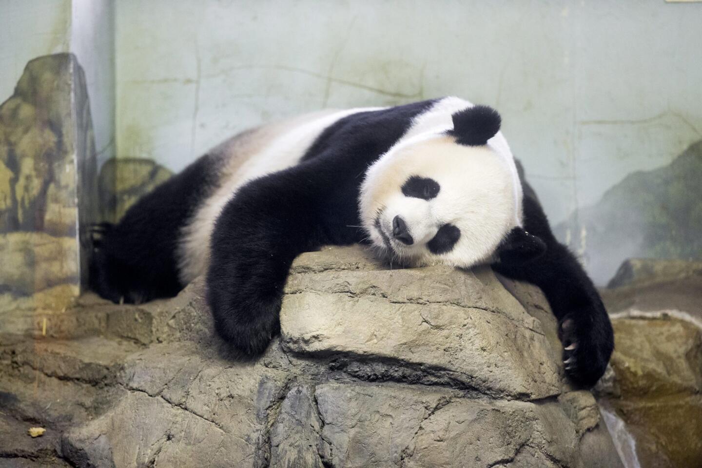 Pandas at U.S. zoos