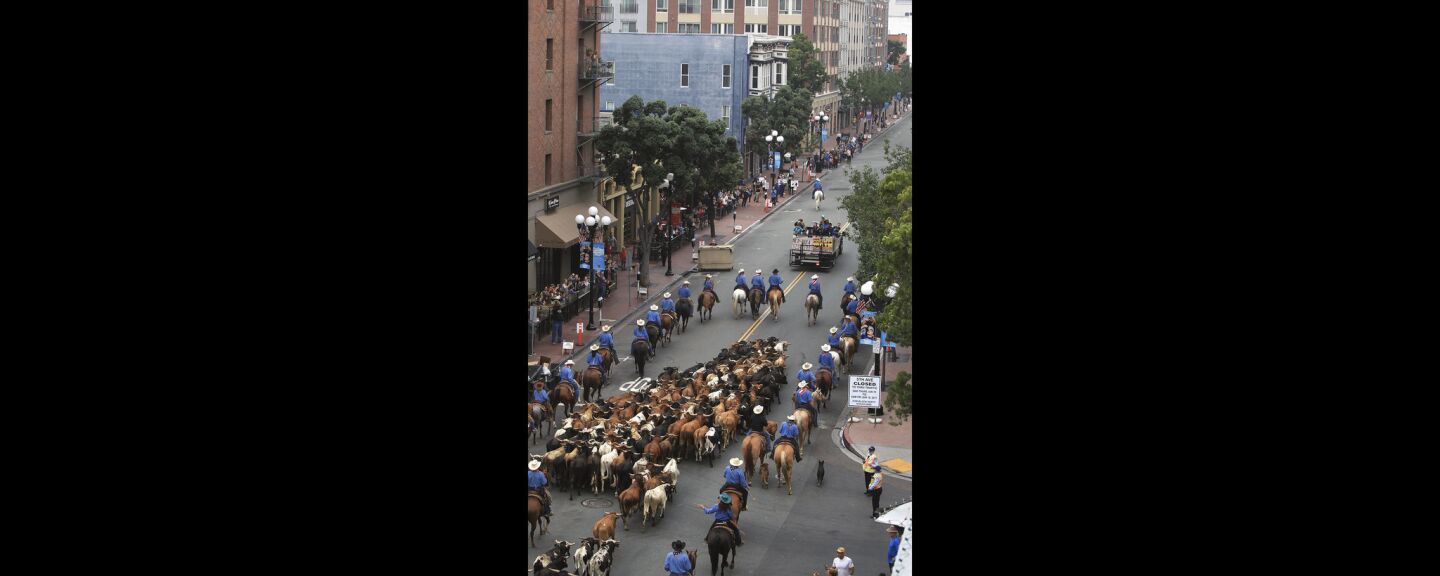 Cattle are guided north on 5th Avenue.