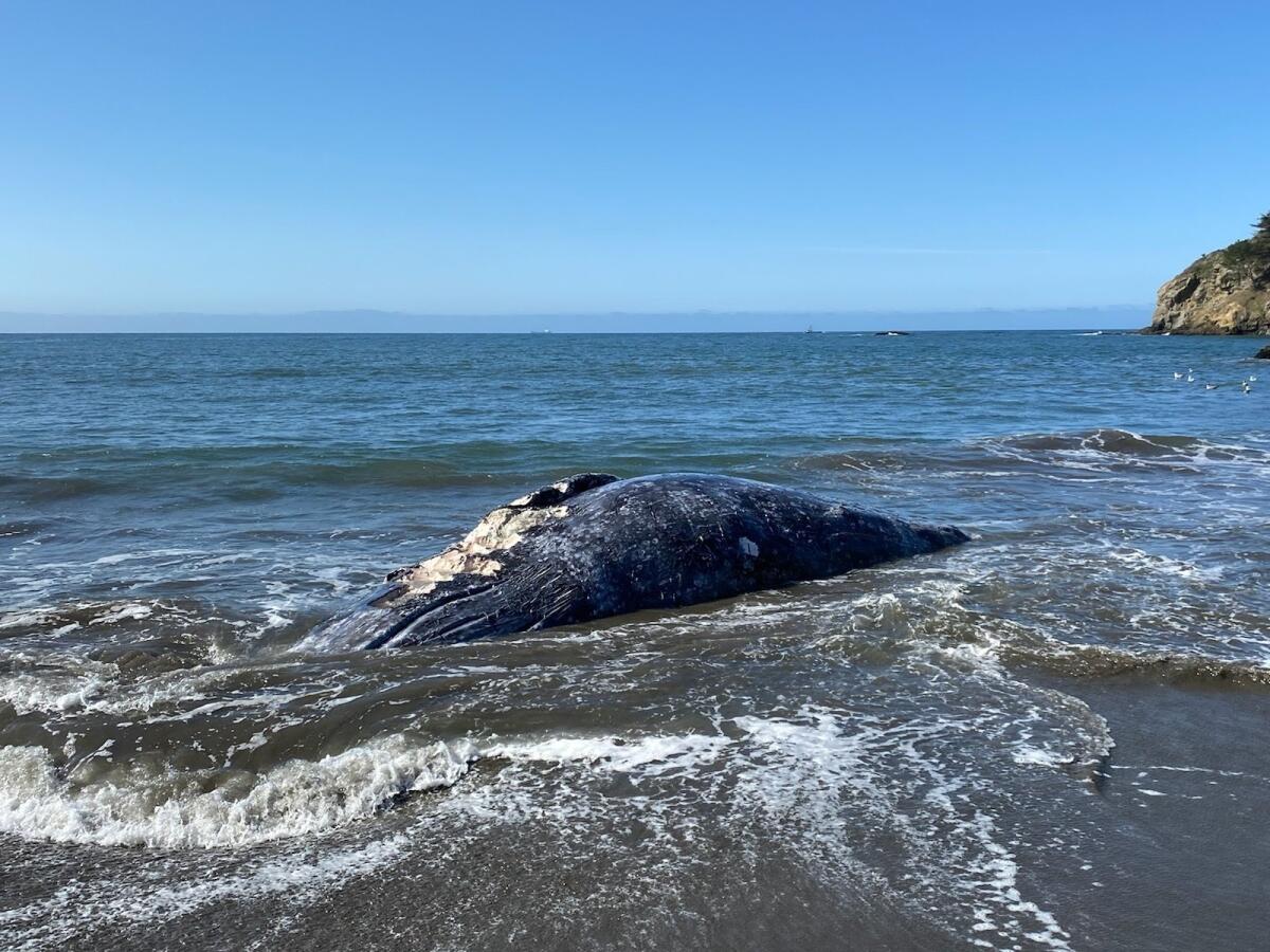 Esta foto muestra a una ballena hembra adulta muerta en Muir Beach, en la Bahia de San Francisco. 