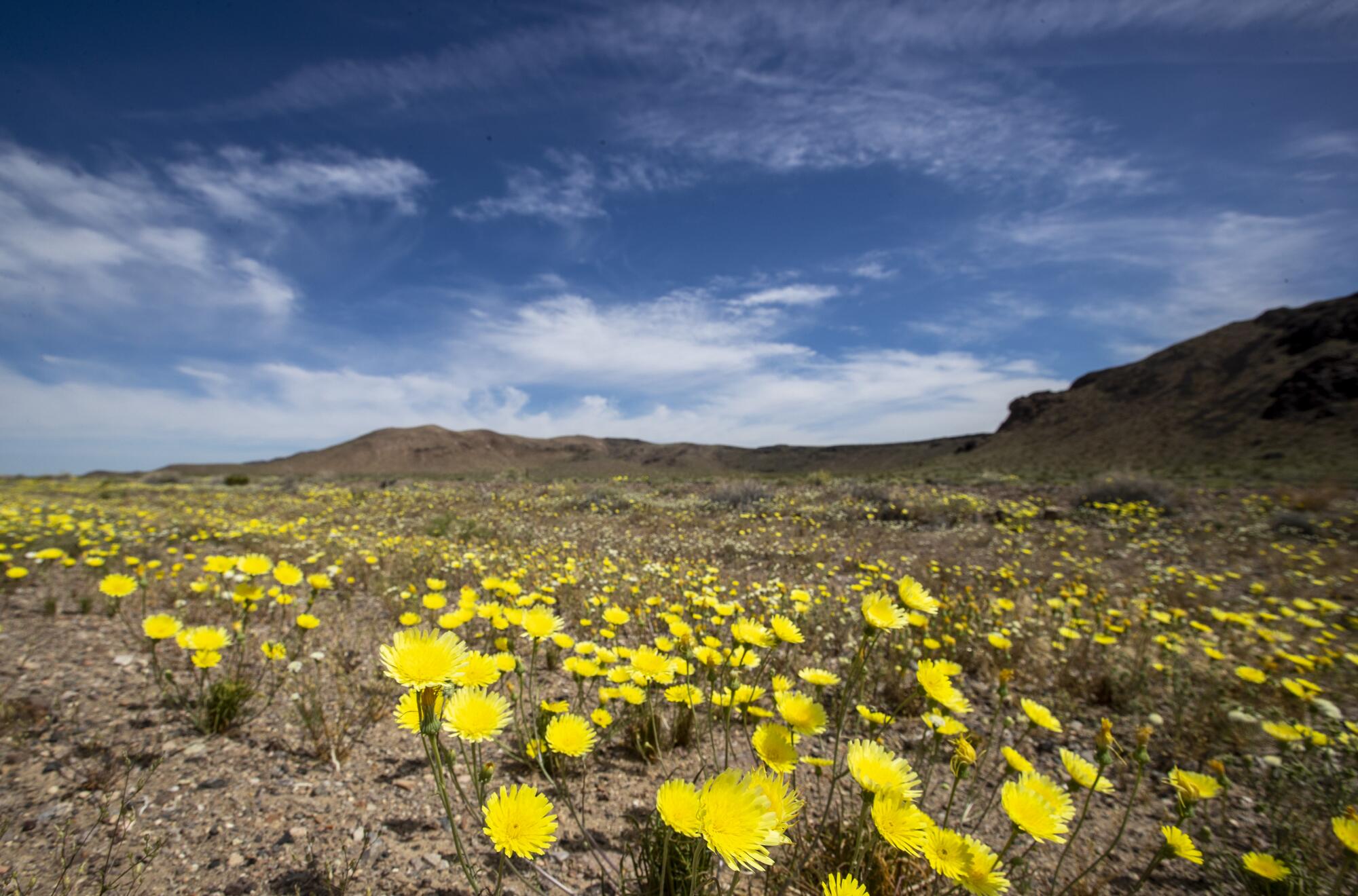 Desert dandelions and desert pincushions carpet an area frequented by pronghorn antelope near the Mojave Desert town of Beatty, Nev.