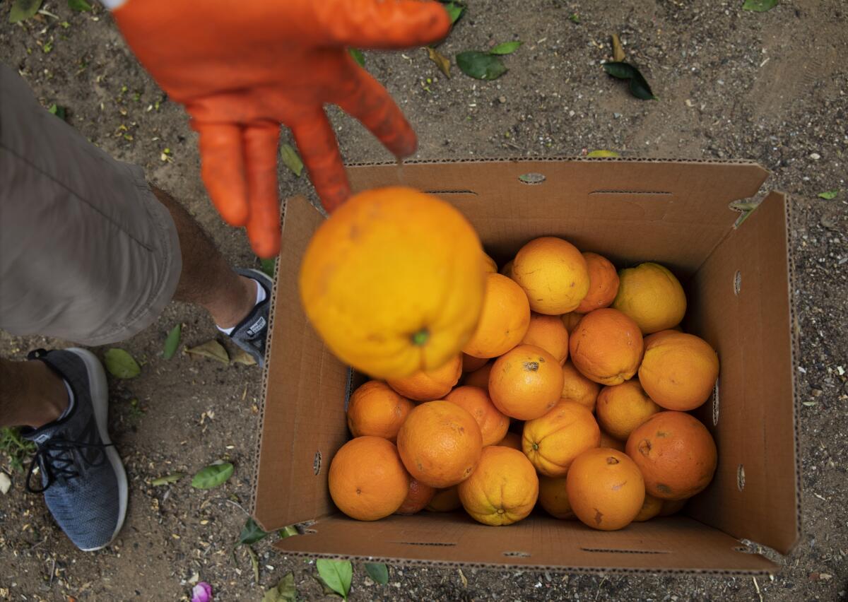 A hand adds navel oranges to those already in a box.