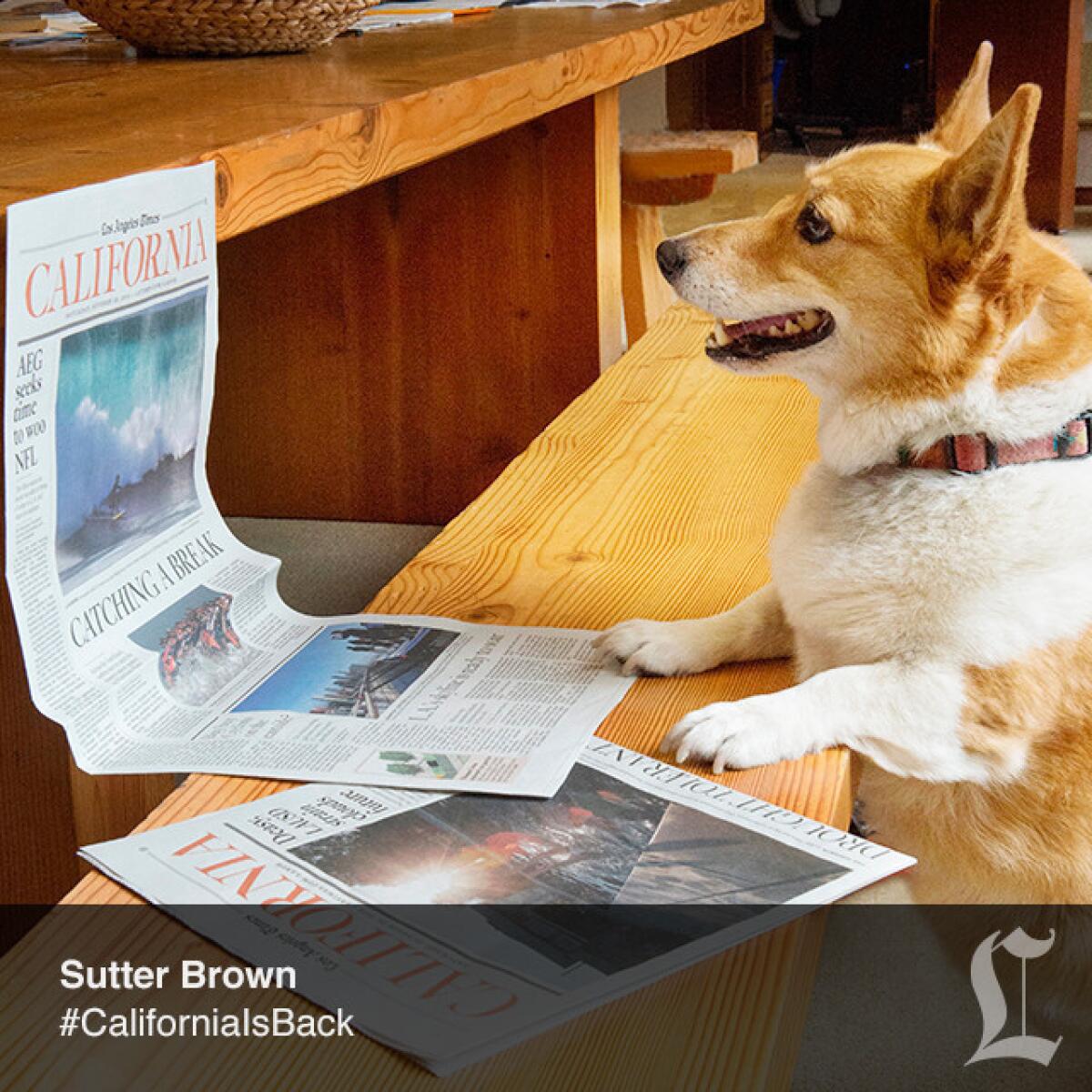 Sutter Brown, California's First Dog