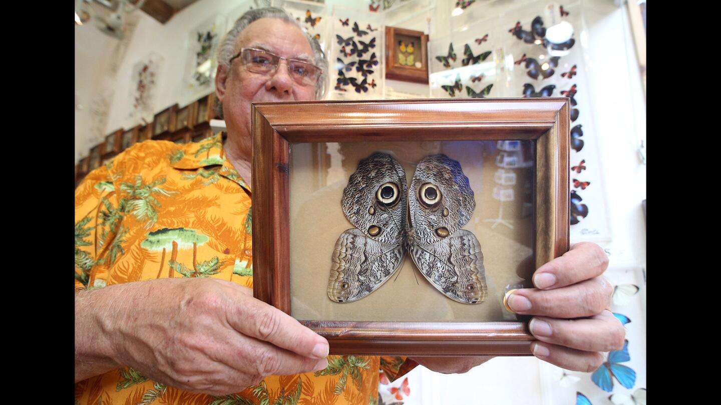 Sawdust Festival's Butterfly Man