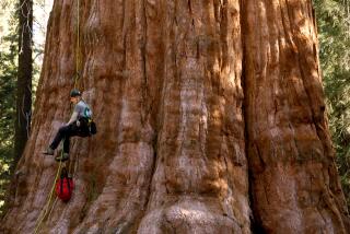 SEQUOIA NATIONAL PARK, CA - MAY 21, 2024 - Lichenologist Rikke Reese Naesborg, Ph.D., begins to climb the General Sherman tree to perform a wellness check in the Sequoia National Park on May 21, 2024. Three other scientists, with the team, also climbed the tree to inspect for bark beetle activity and general health of the tree. They also used drones and satellite imagery to determine whether there were any concerns about the level of activity by an insect that naturally co-habitats with giant sequoias but can damage drought-weakened trees. By volume, the General Sherman tree is the largest known living single-stem tree on Earth. (Genaro Molina/Los Angeles Times)