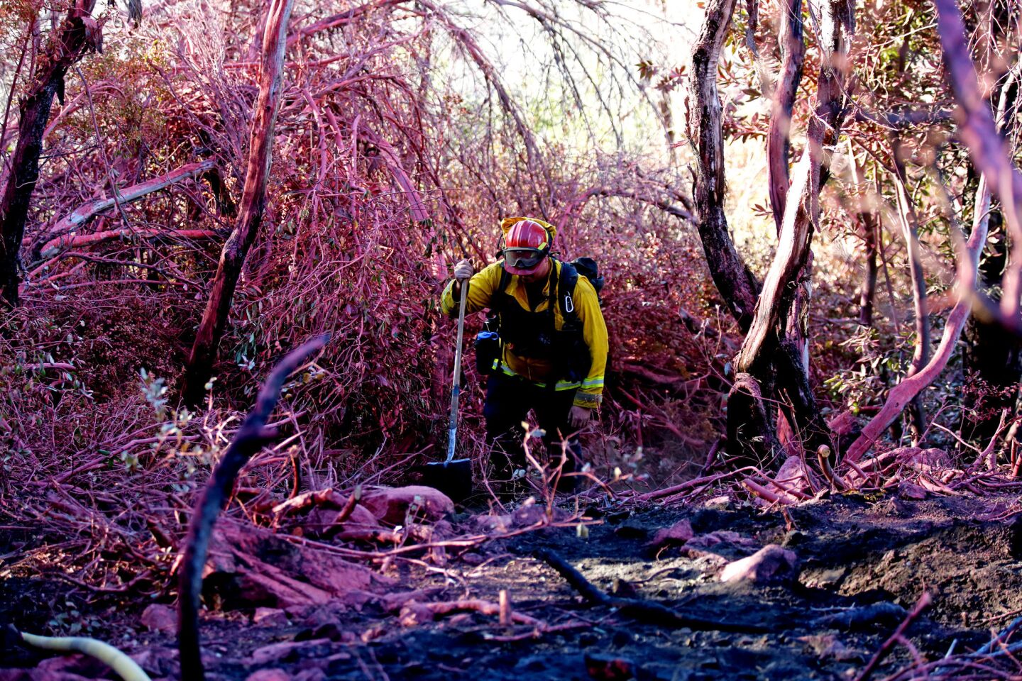 Dean Riddle of the Mill Valley, Calif., Fire Department hikes through trees blanketed with fire retardant after battling the Soberanes fire in Monterey County.