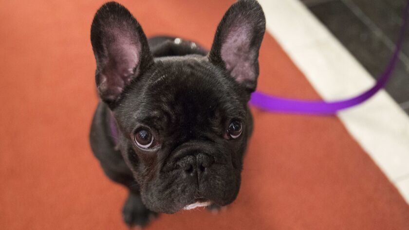 Pua, a 5-month-old French bulldog, at a news conference at the American Kennel Club headquarters in New York in March. United Airlines reached a settlement with the owner of a French bulldog that died on a flight in March.