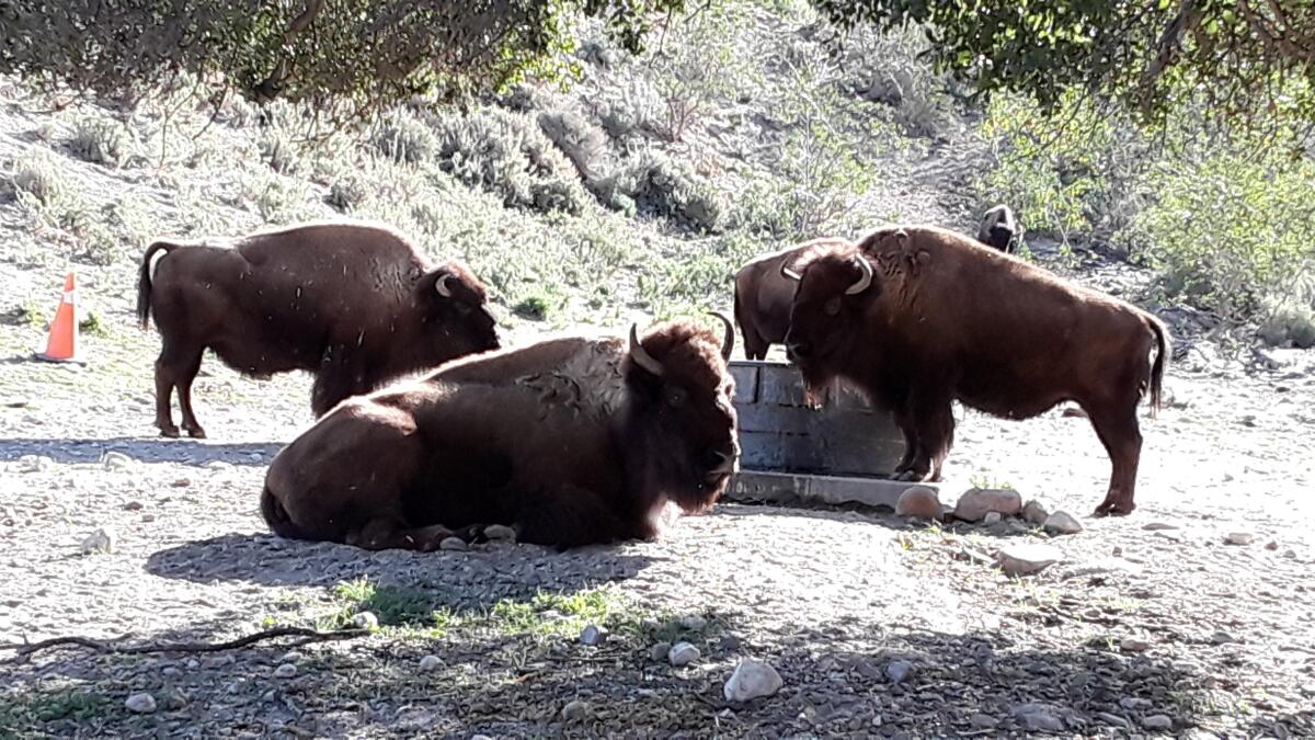 Three bison are around a trough. 