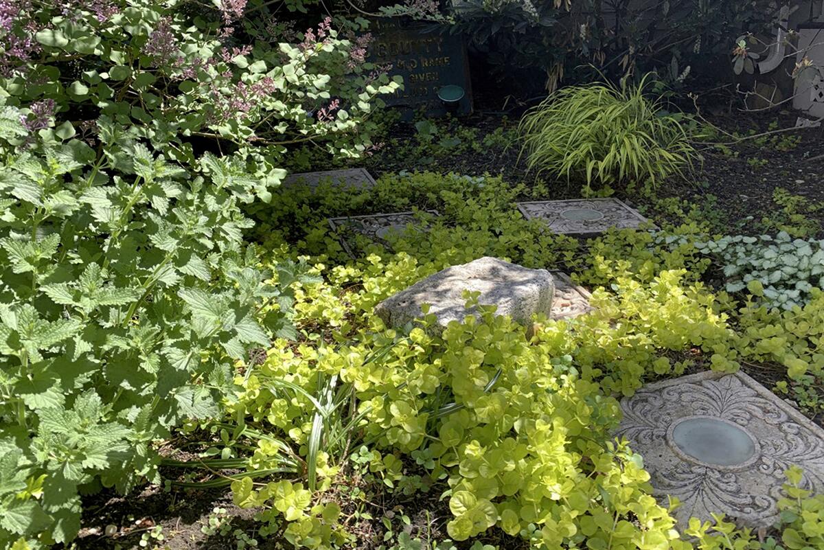 This image provided by Jessica Damiano shows the chartreuse foliage of Hakone grass and golden creeping Jenny brightening a partly shady garden on May 13, 2021, in Glen Head, N.Y. (Jessica Damiano via AP)