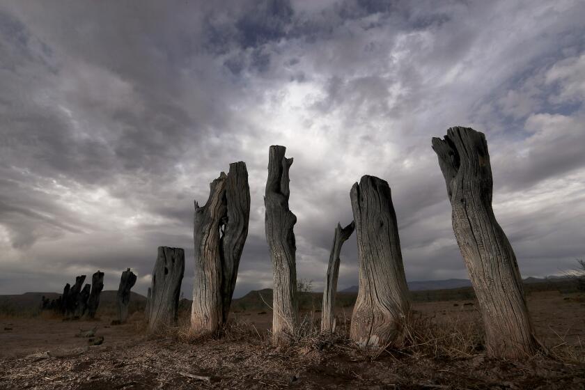 LAKE MEAD, NEV. - JUNE 11, 2021. Tree stumps stick out of the parched earth in the ghost town of St. Thomas, Nev. Submerged in the waters of Lake Mead in the 1930s, St. Thomas resurfaced as water levels in the nation's largest reservoir began to recede dramatically in the 21st century. At one time the town was under 60 feet of water. Today water levels at Lake Mead have hit their lowest points in history amid an ongoing megadrought, creating uncertainty about the water supply for millions of people in the western United States. (Luis Sinco / Los Angeles Times)