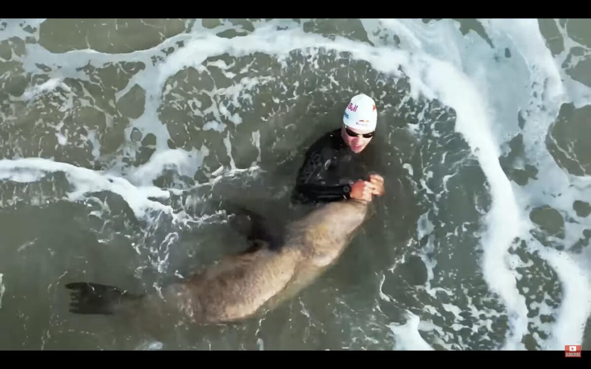 A swimmer in a wetsuit, goggles and swimming cap grabs the snout of an animal that appears to be a seal in the ocean