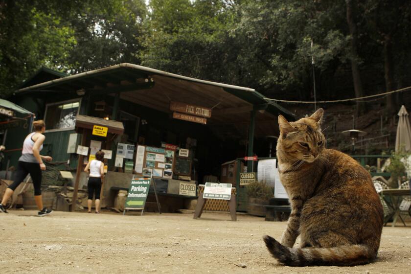 A cat preens near Adams' Pack Station as hikers walk up to the store to buy national park parking passes.