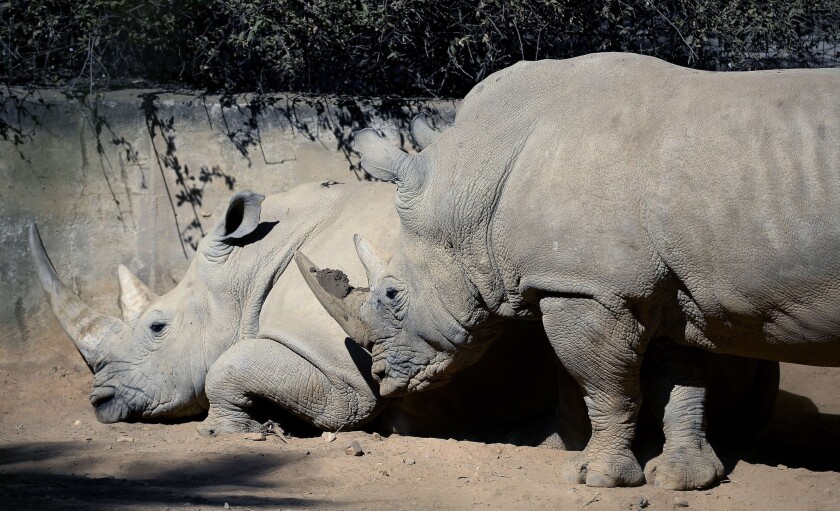 White rhinos, like the two shown here at the Johannesburg Zoo, are in danger of extinction within about two decades if the current level of poaching continues, wildlife defense groups warn.