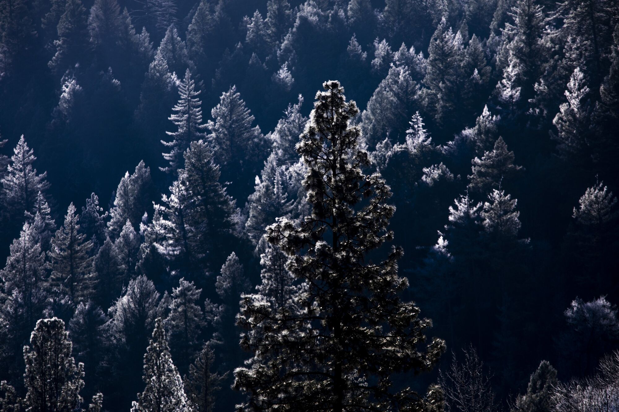 Morning frost clings to forest trees in the Trinity Alps