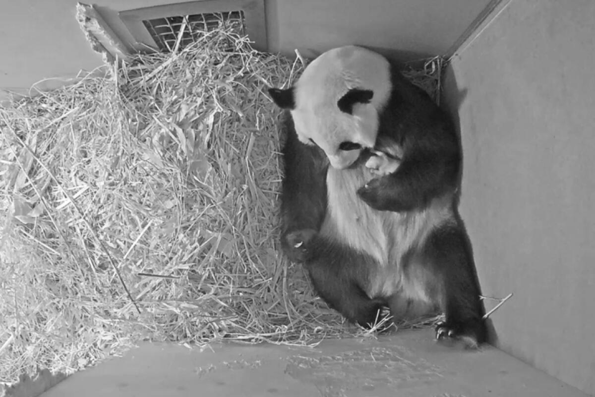 A panda and her newborn cub