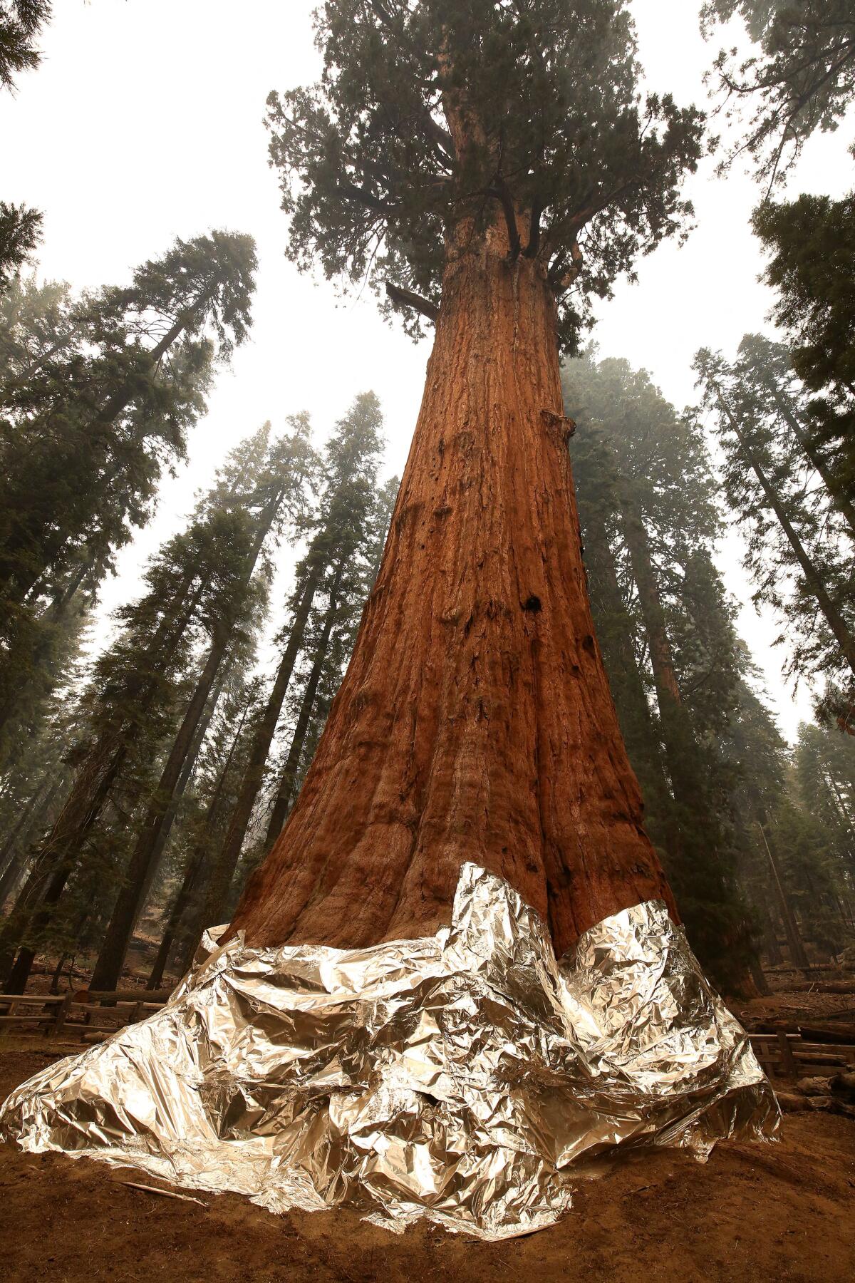 The General Sherman tree in Sequoia National Park with protective wrapping on its base to save it from a nearby wildfire.