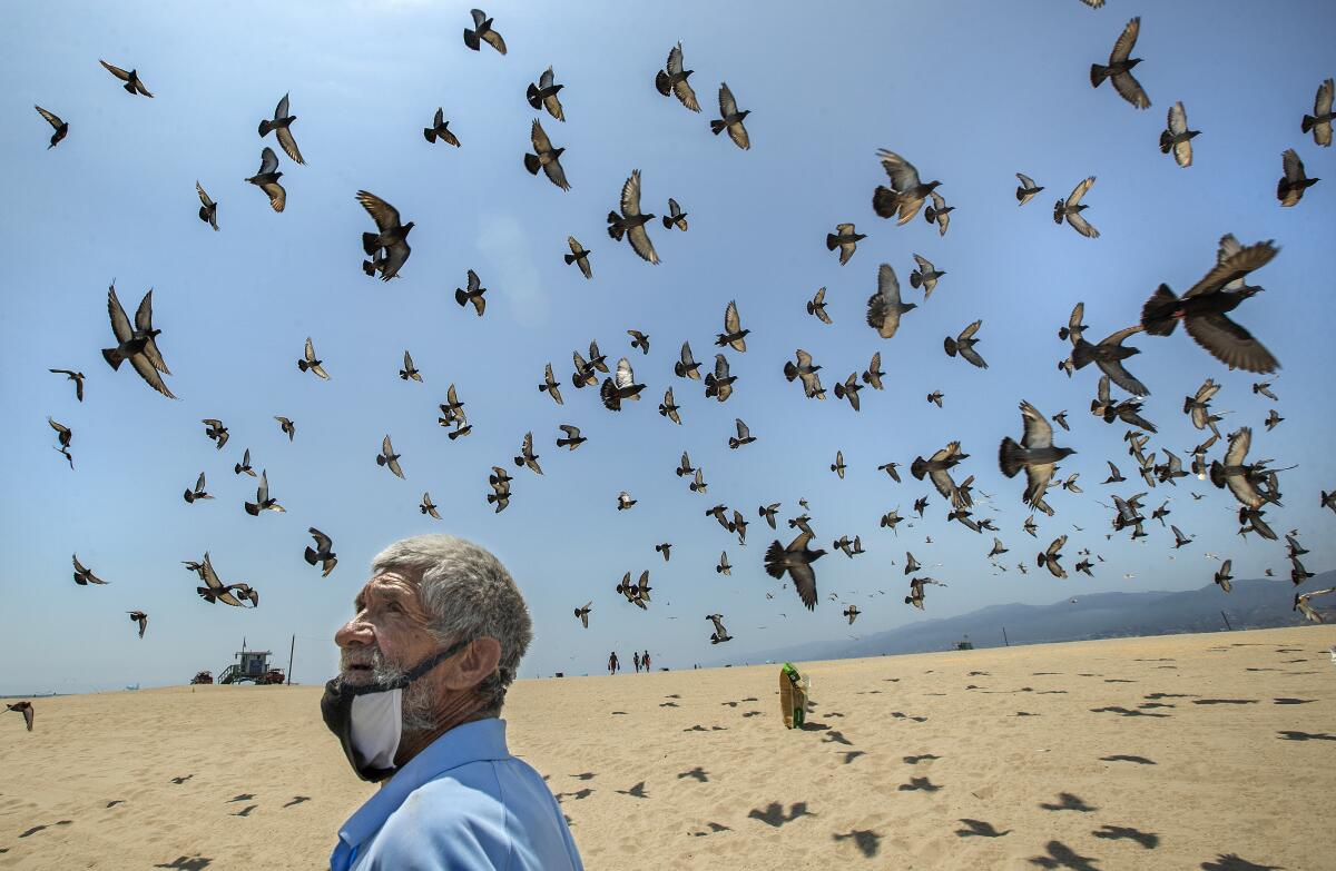 A man looks at a flock of pigeons at the beach.