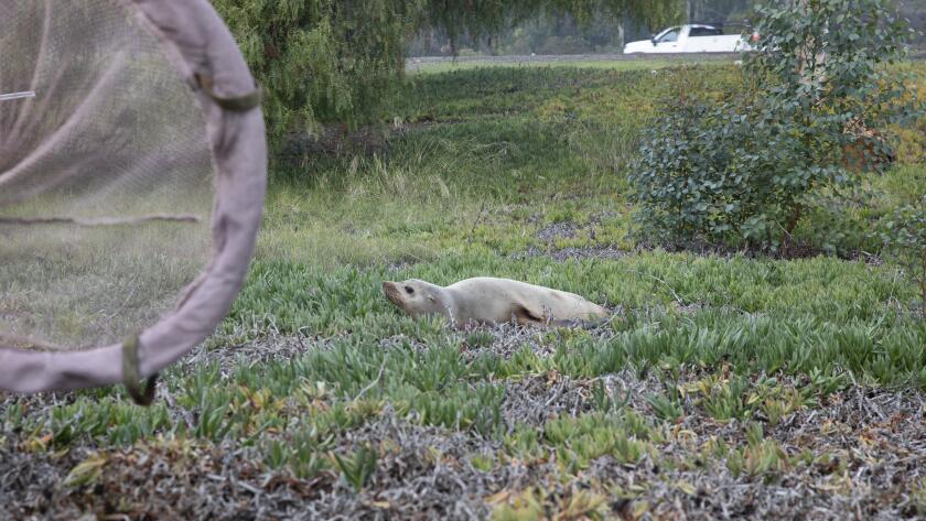 SeaWorld rescue team snags wayward sea lion that wandered near San Diego  highway – KIRO 7 News Seattle