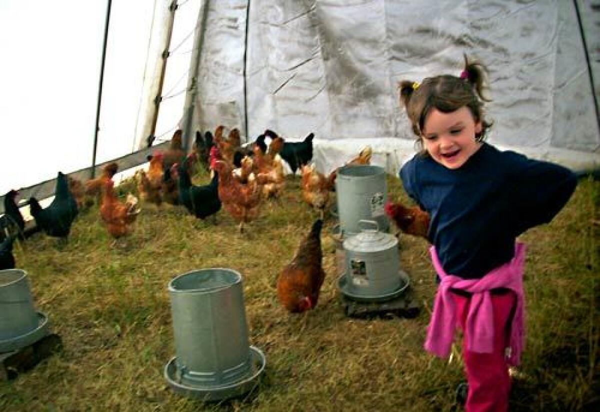 WITH A CLUCK-CLUCK HERE: Evelyn, then 4, plays with the chickens at Willow-Witt Ranch in Ashland, Ore. Fresh eggs are available for purchase.