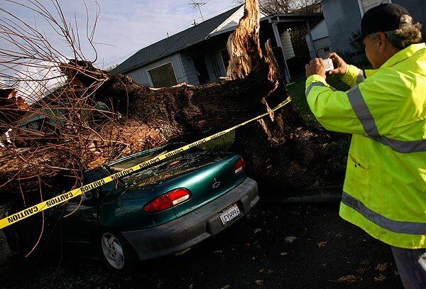 Car versus tree