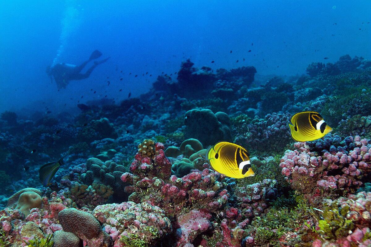 Coral reefs are among the marine habitats vulnerable to drastic shifts as a consequnce of climate change by 2100, according to a new study.
