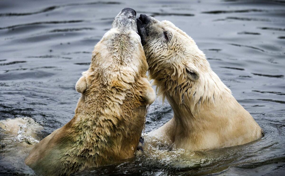 Experts say curbing greenhouse gases may reduce the rate of loss of Artic sea ice, which polar bears rely on for survival.