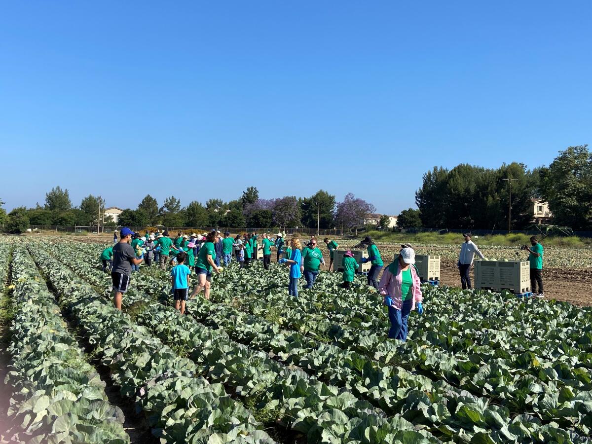 Volunteers work in the fields at Harvest Solutions Farm in Irvine on Saturday.