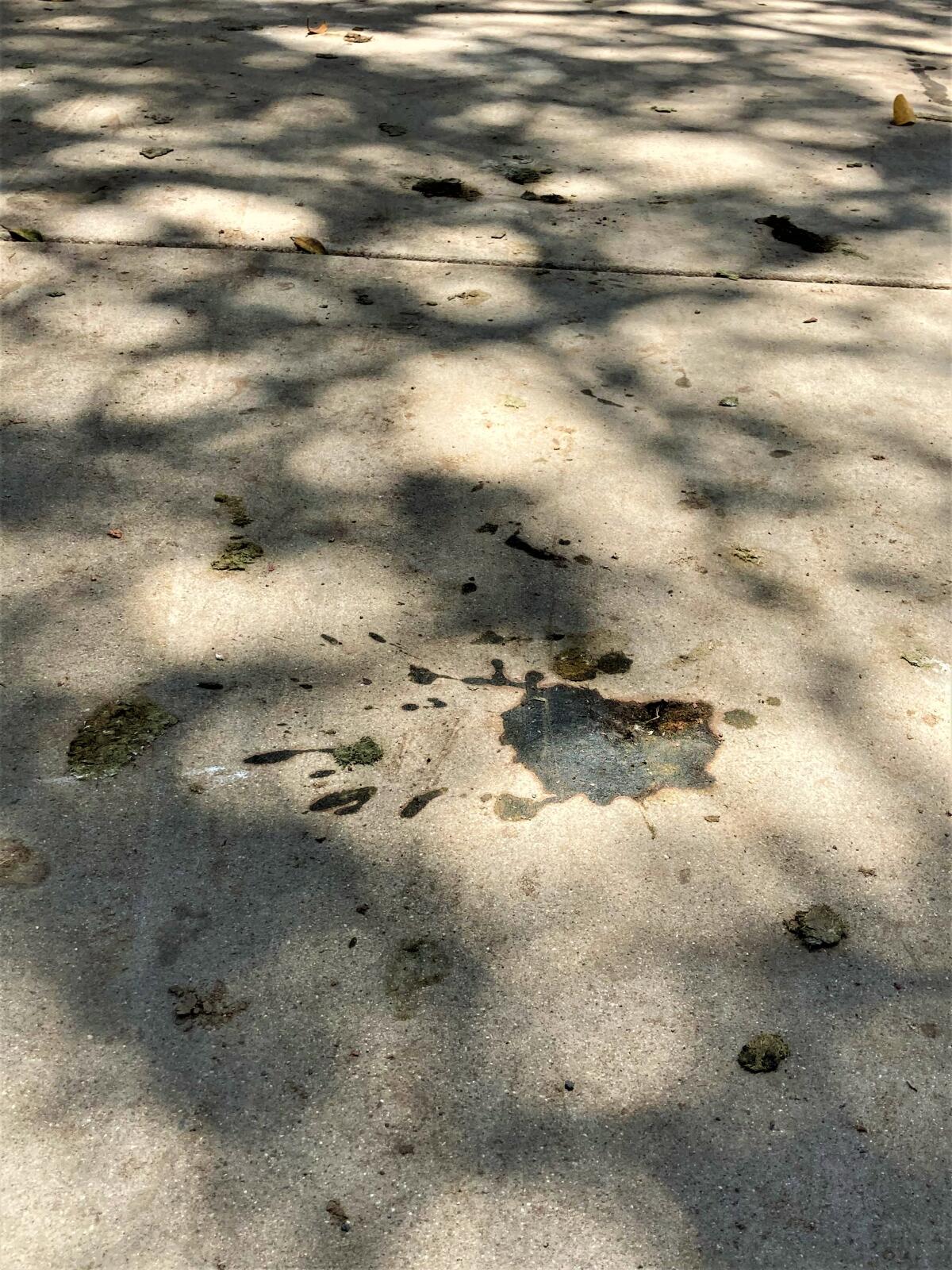 A sidewalk at TeWinkle Park is covered with remnants of excrement from a multitude of birds who reside there.
