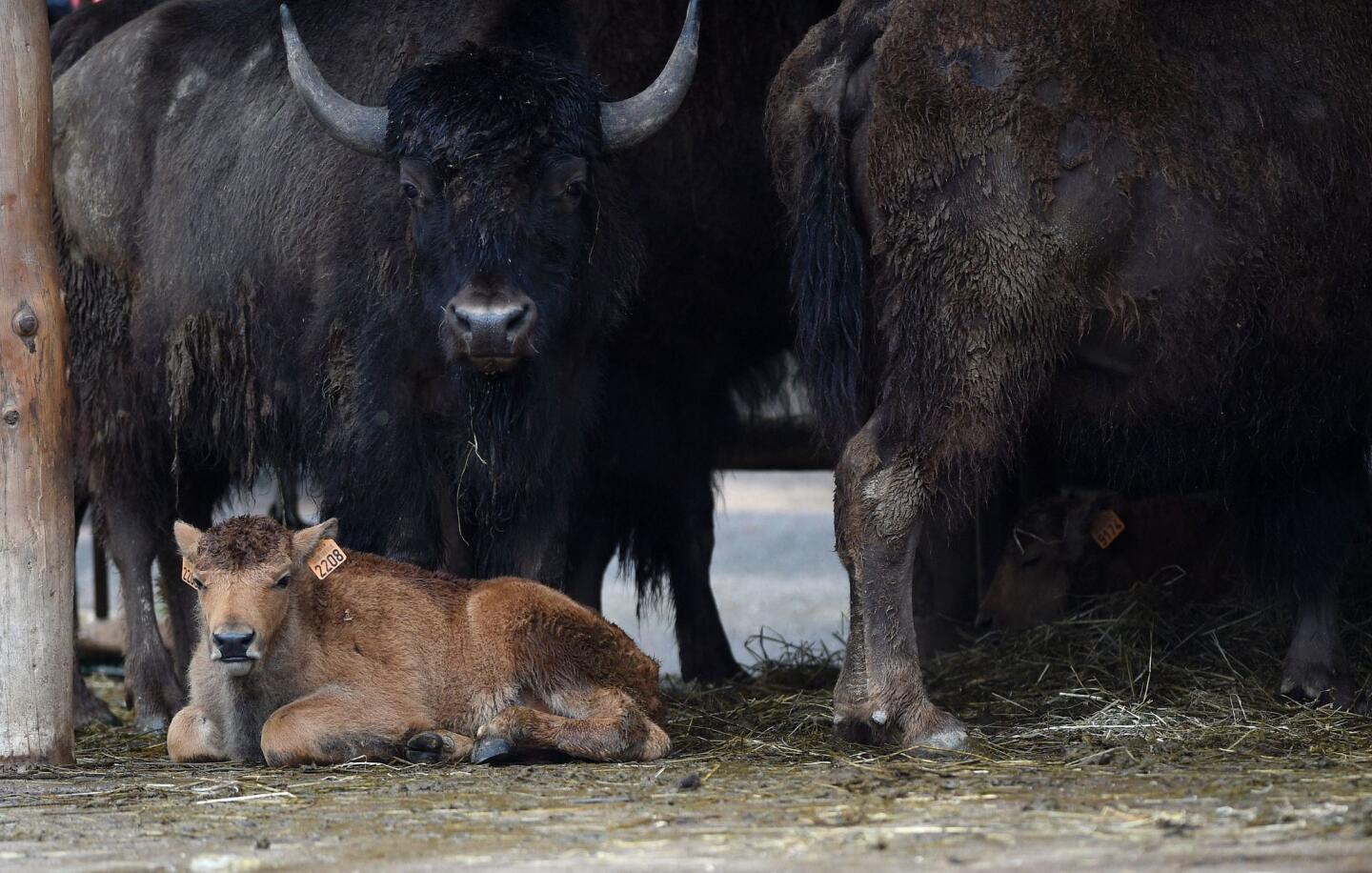 A newborn American bison is pictured on June 2, 2016, at the zoological park in Amneville in western France.