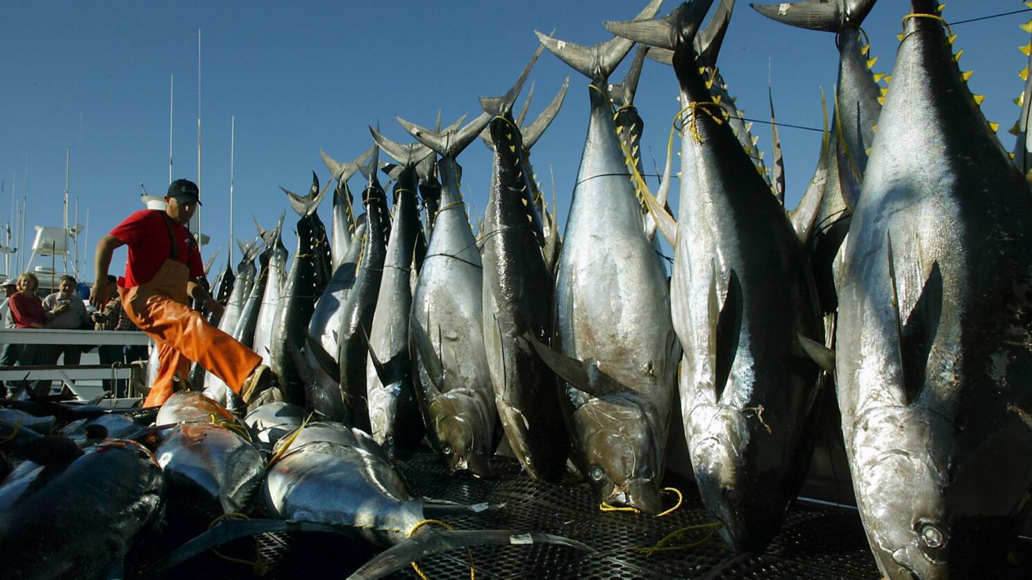 How safe is your tuna? It's important to know where it was caught