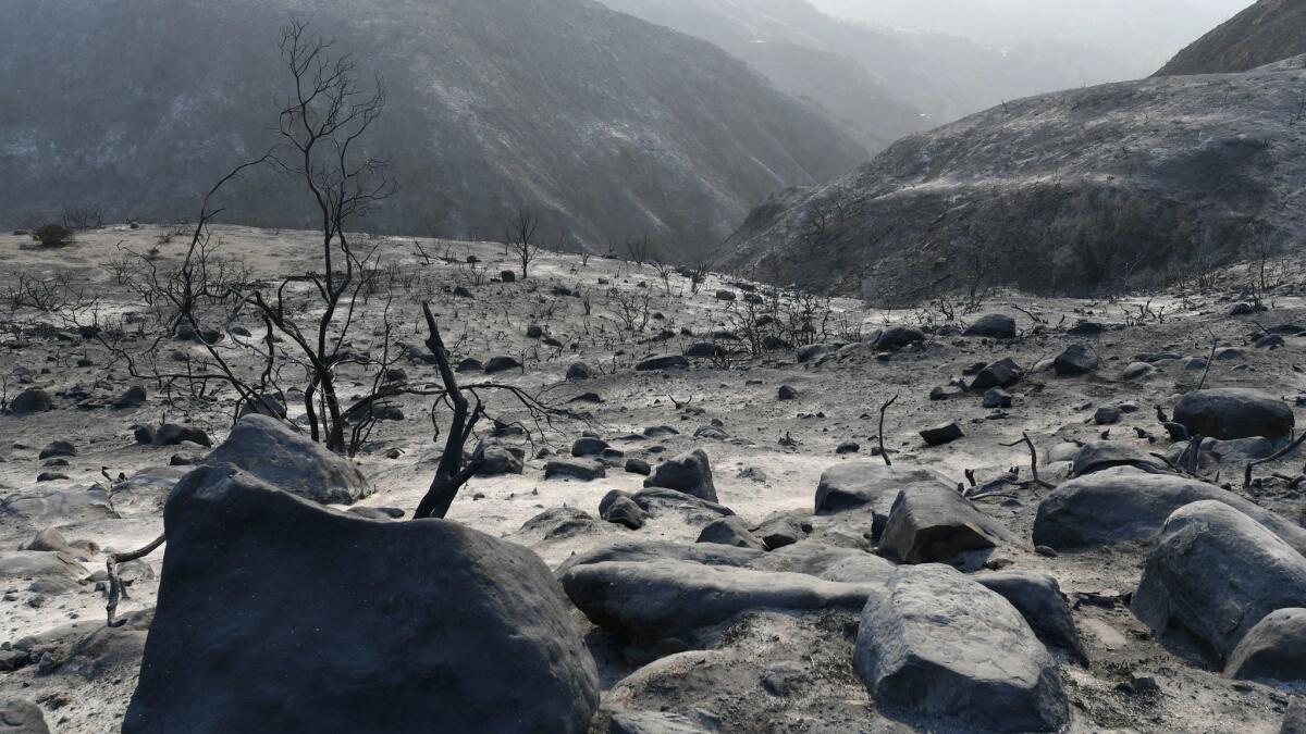 The 2017 Thomas Fire igniting Ventura and Santa Barbara counties leaves behind vast swaths of charred landscape like this area in Upper Rincon Canyon.