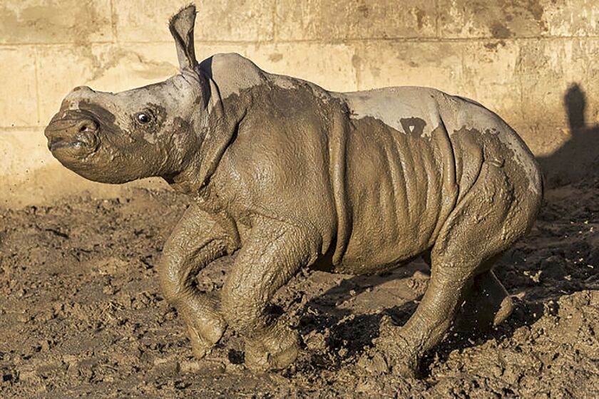 This Monday, Dec. 9, 2019 photo from the San Diego Zoo shows a 19-day old white rhino that has been named Future for what the baby represents to rhino conservation worldwide, at San Diego Zoo Safari Park in Escondido, Calif. The calf is bonding with her mother and frolicking in the maternity yard left wet by recent storms. "Future's new favorite thing is mud," zookeeper Marco Zeno said in a statement. "She sees a puddle and she wants to roll in it!" The female southern white rhino was born Nov. 21 to to an 11-year-old mother named Amani. (Ken Bohn/San Diego Zoo via AP)