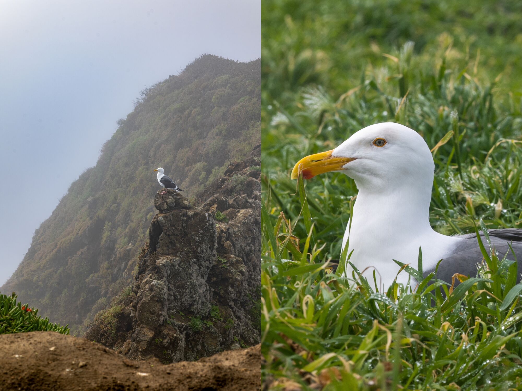Two photos side by side, one of a seagull perched on a mountainside, and the other seagull sitting in grass.