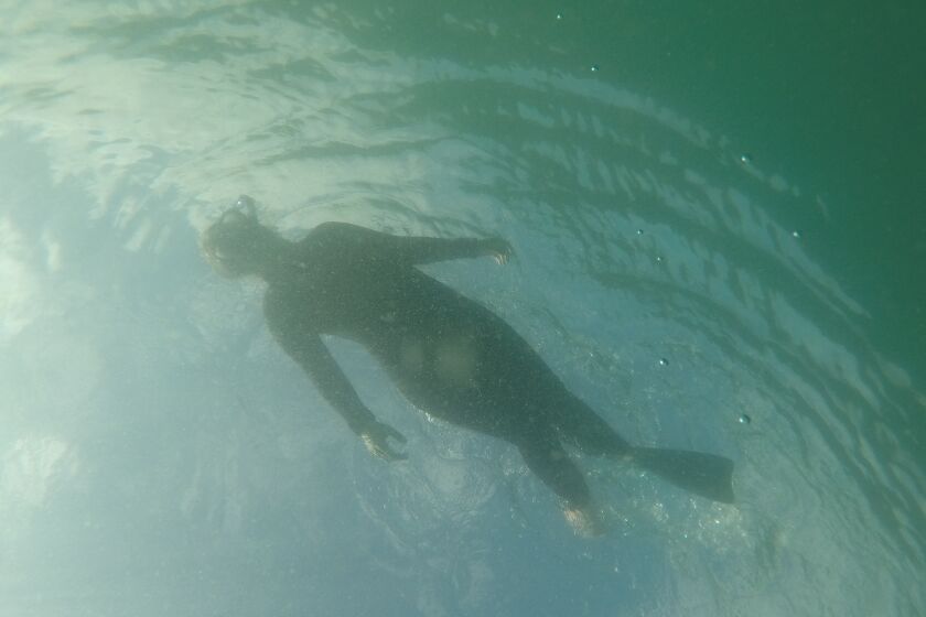 La Jolla Light reporter Ashley Mackin-Solomon snorkeling in La Jolla Shores - with one fin - in search of a leopard shark.