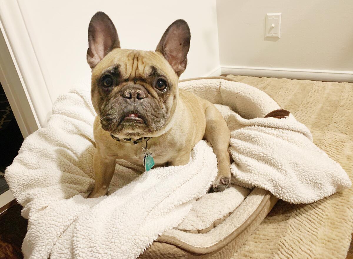 Luca, a French bulldog, was forcibly taken from his owner north of Sunset Boulevard near West Hollywood.