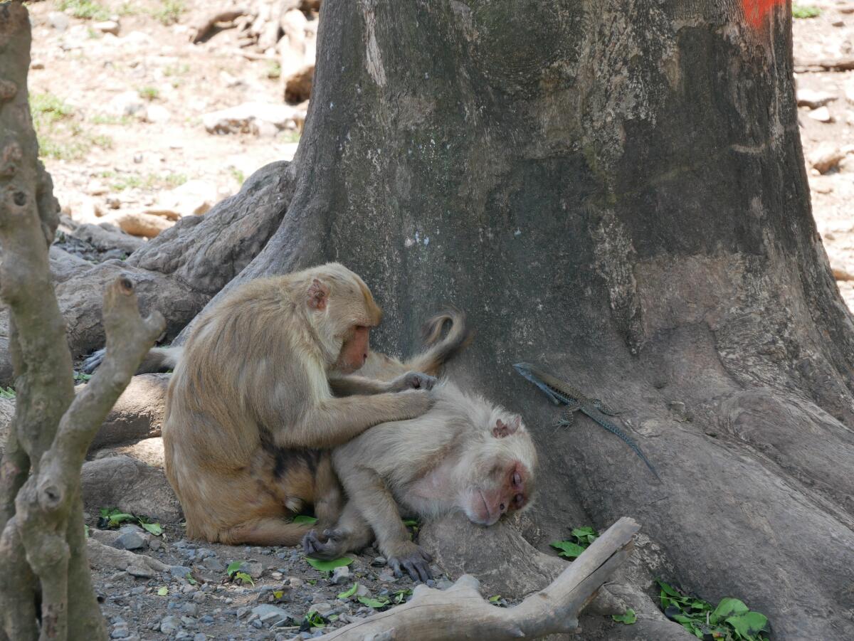 A rhesus macaque grooms another in Puerto Rico. 