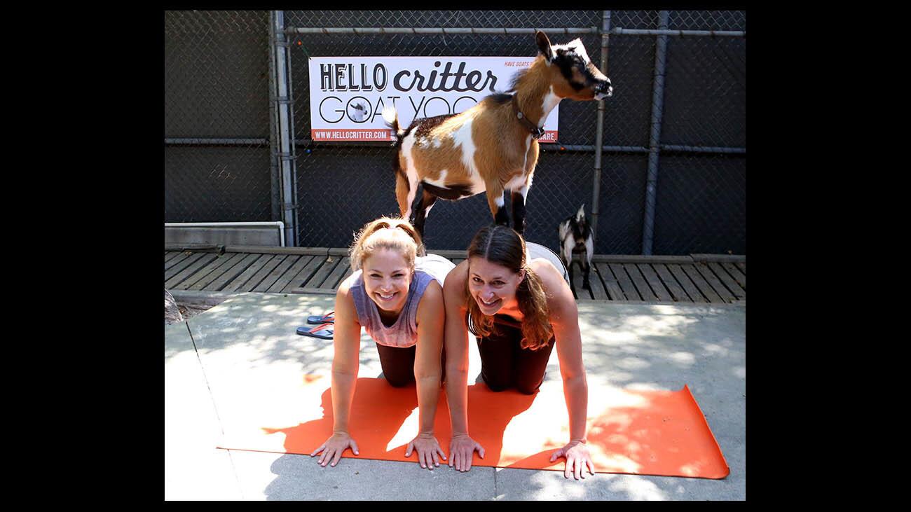 Photo Gallery: Goat yoga at Community Center of La Canada Flintridge