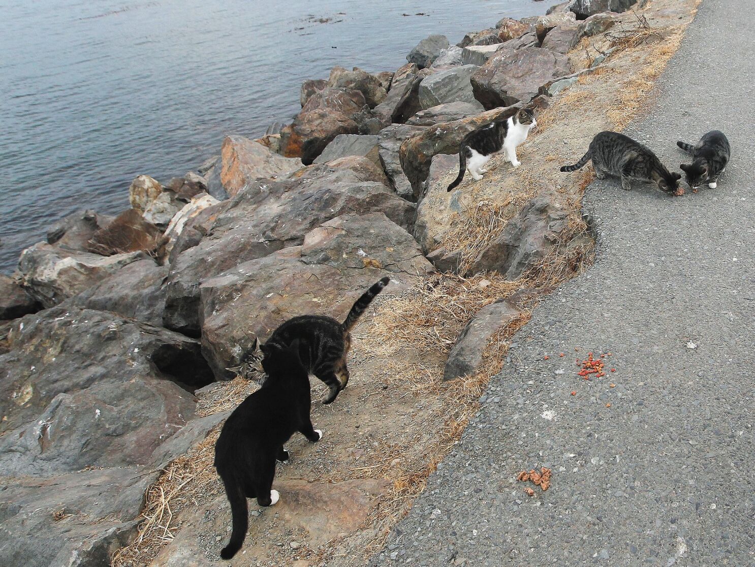 can cats drink water with dog rocks in