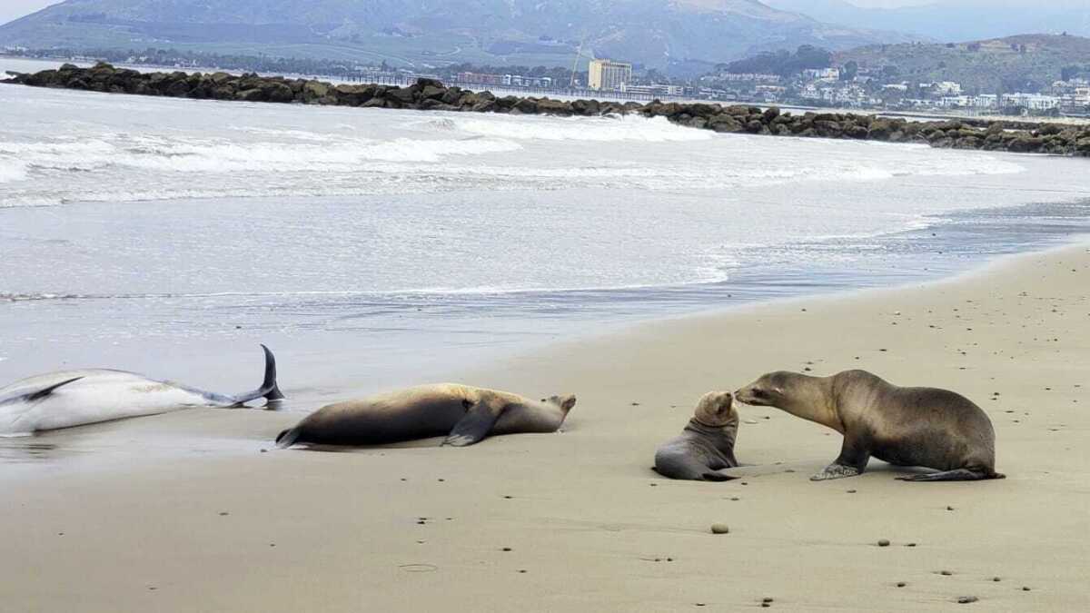 Intoxicación sin precedentes de animales marinos en California