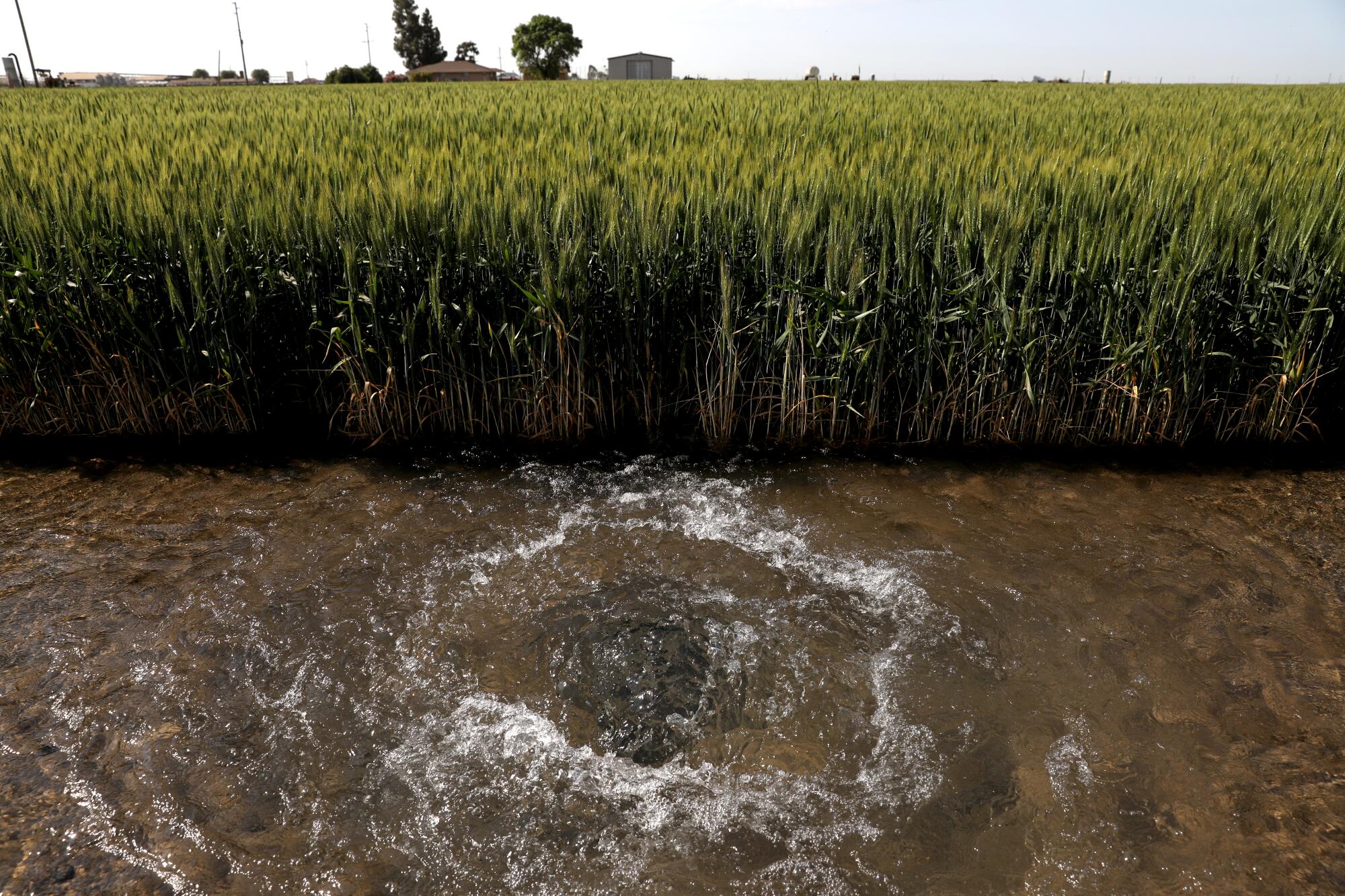 Brown water rippling against a field of green plants 