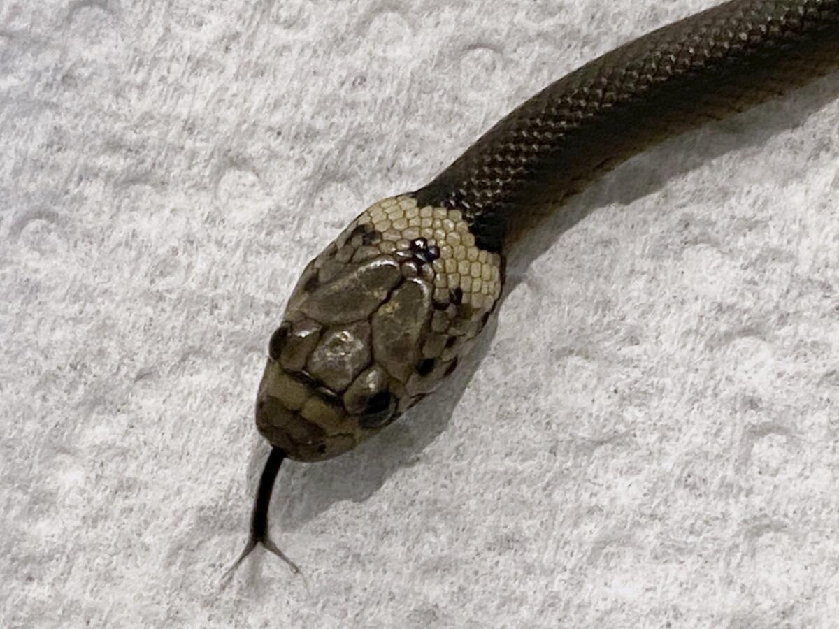  se ve una serpiente venenosa, en Sydney, el 15 de abril de 2021. la serpiente apareció en una bolsa de lechuga 