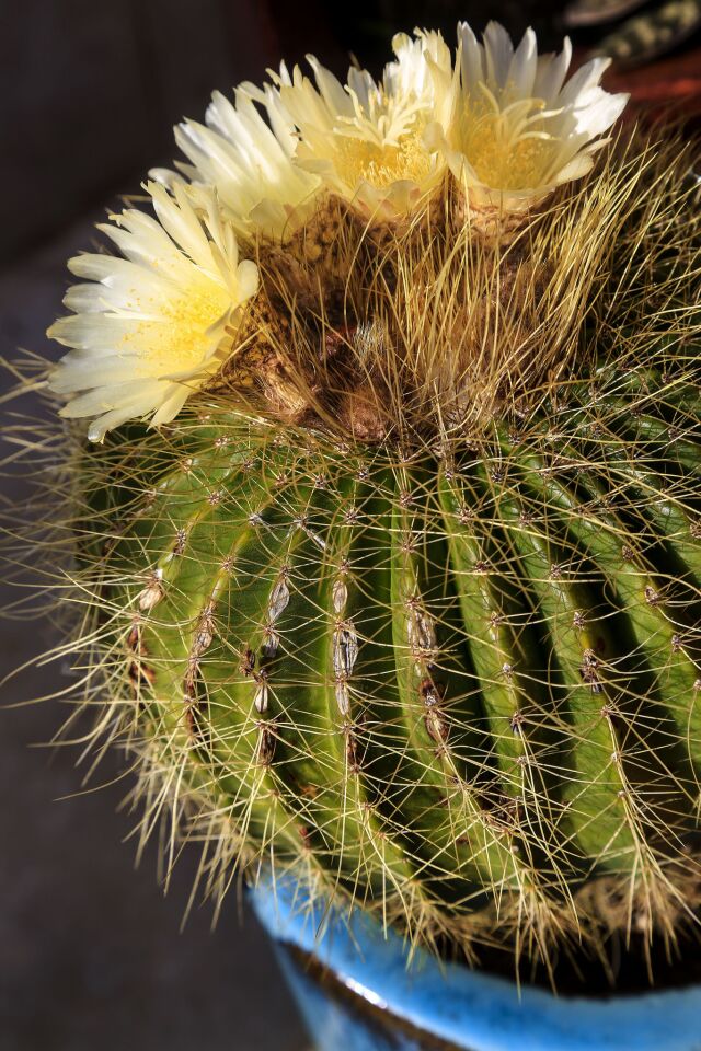 Parodia schumanniana, the size of a cantaloupe and adorned with beautiful yellow flowers.