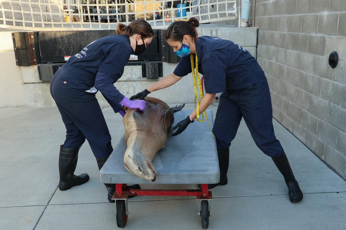 Necropsy manager Barbie Halaska and lab assistant Jackie Isbell carefully measure a sea lion with cancer.