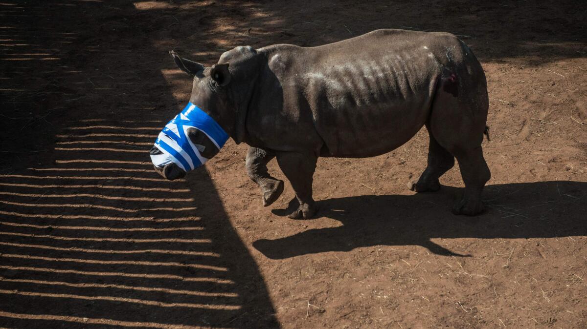 A rhinoceros that had its horn cut off by poachers recovers at a ranch in South Africa.
