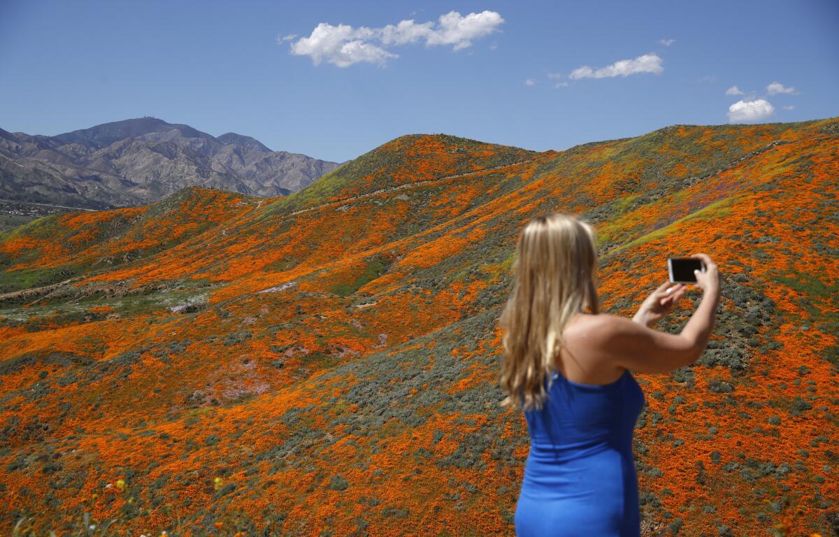 Renee LeGrand, de Foothill Ranch, California, toma una fotografía entre flores silvestres, en Lake Elsinore.