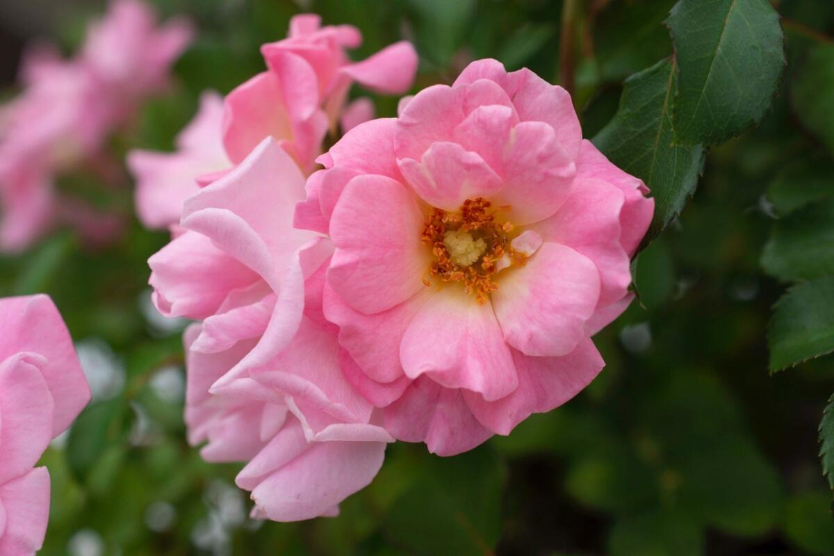 Yearly release of new hybridized roses like a special holiday gift - The  San Diego Union-Tribune