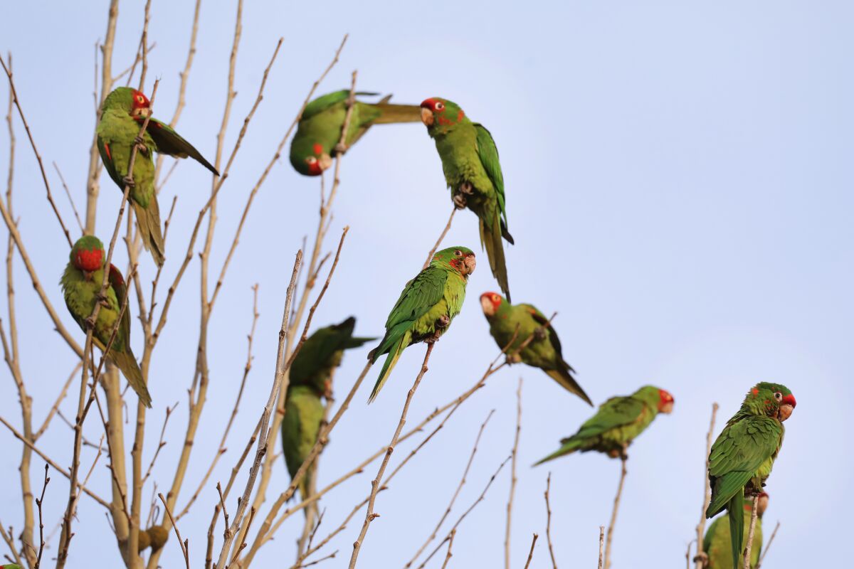 A flock of green birds in a tree.