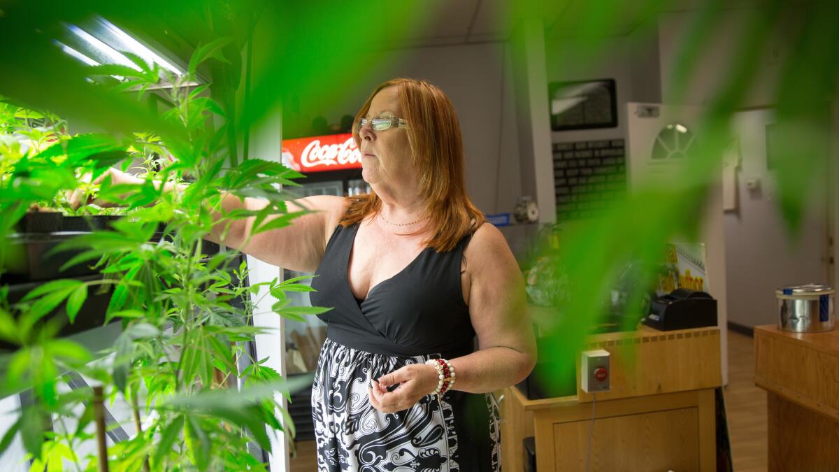 Canna Care pot shop director Lanette Davies will vote against an initiative legalizing recreational use of marijuana.
