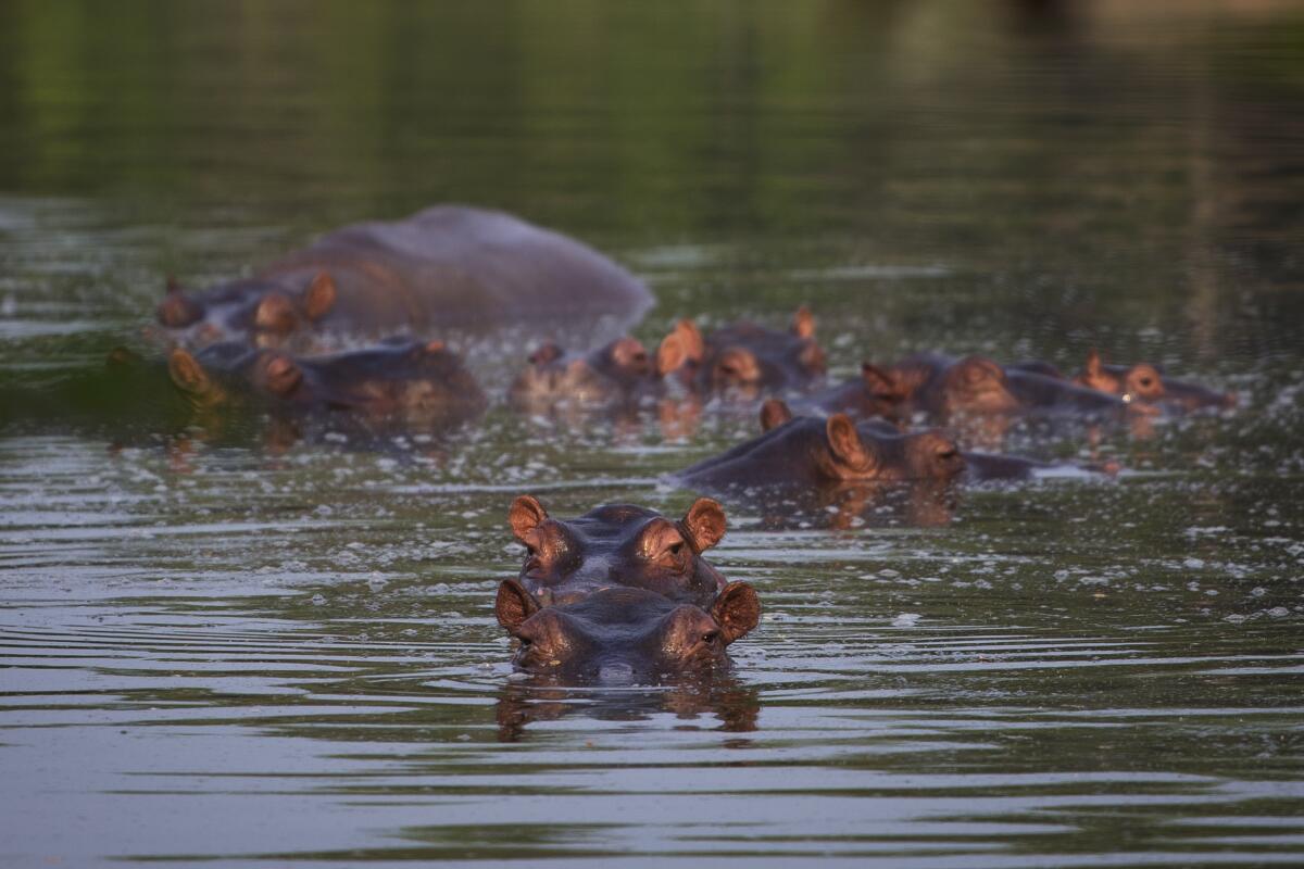 Hipopótamos bañándose en un lago del Parque Tamático Hacienda Nápoles en Puerto Triunfo, Colombia, el 12 de febrero del 2020. (AP Photo/Iván Valencia)